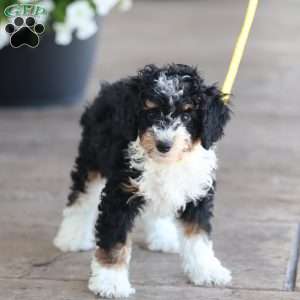 Lynette, Mini Bernedoodle Puppy